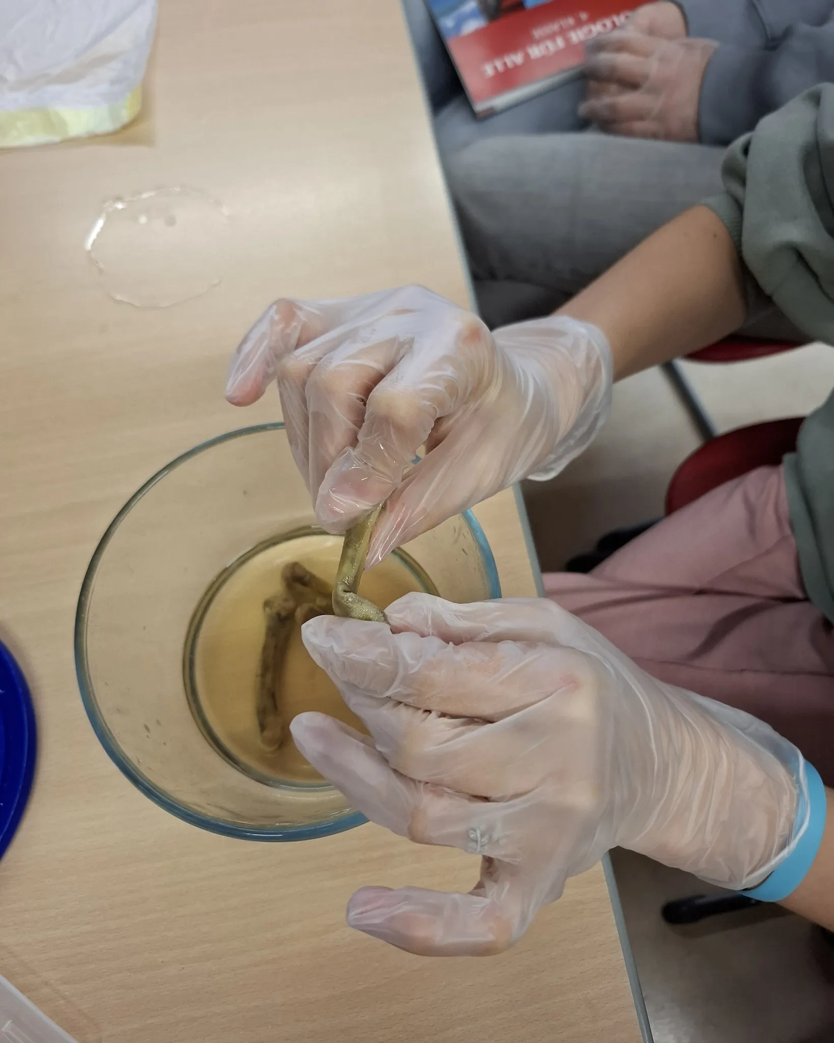 Experiment: Schweineknochen sezzieren, Hühnerknochen in Essig einlegen