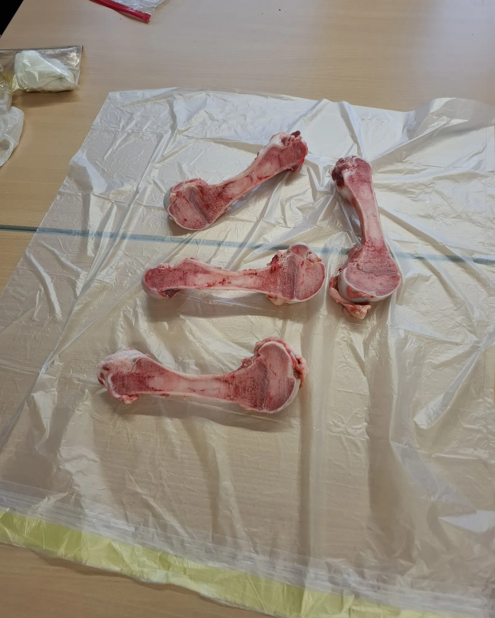 Experiment: Schweineknochen sezzieren, Hühnerknochen in Essig einlegen